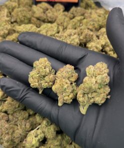 Roseberry strain