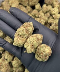 Grape Gas Strain
