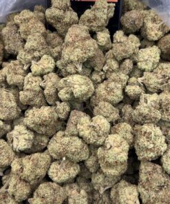 Grape Gas Strain